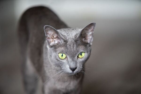 1628229450_32-p-korat-koshka-foto-36.jpg